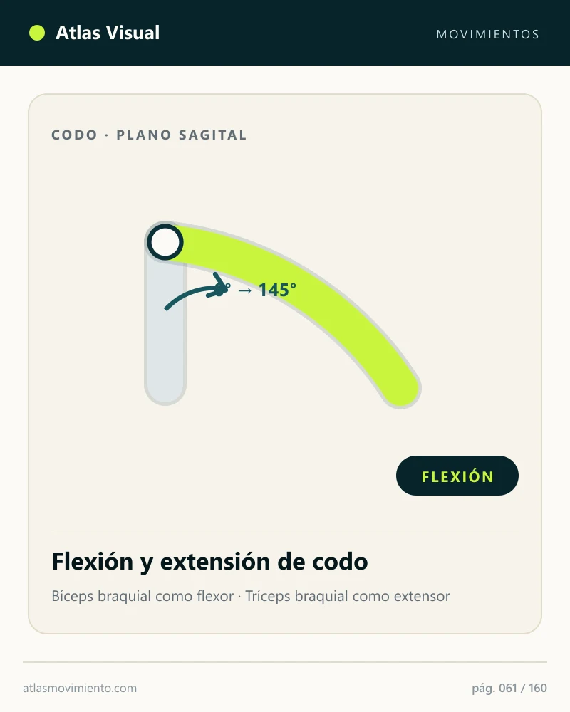 Mapa visual del Atlas: Flexión de codo
