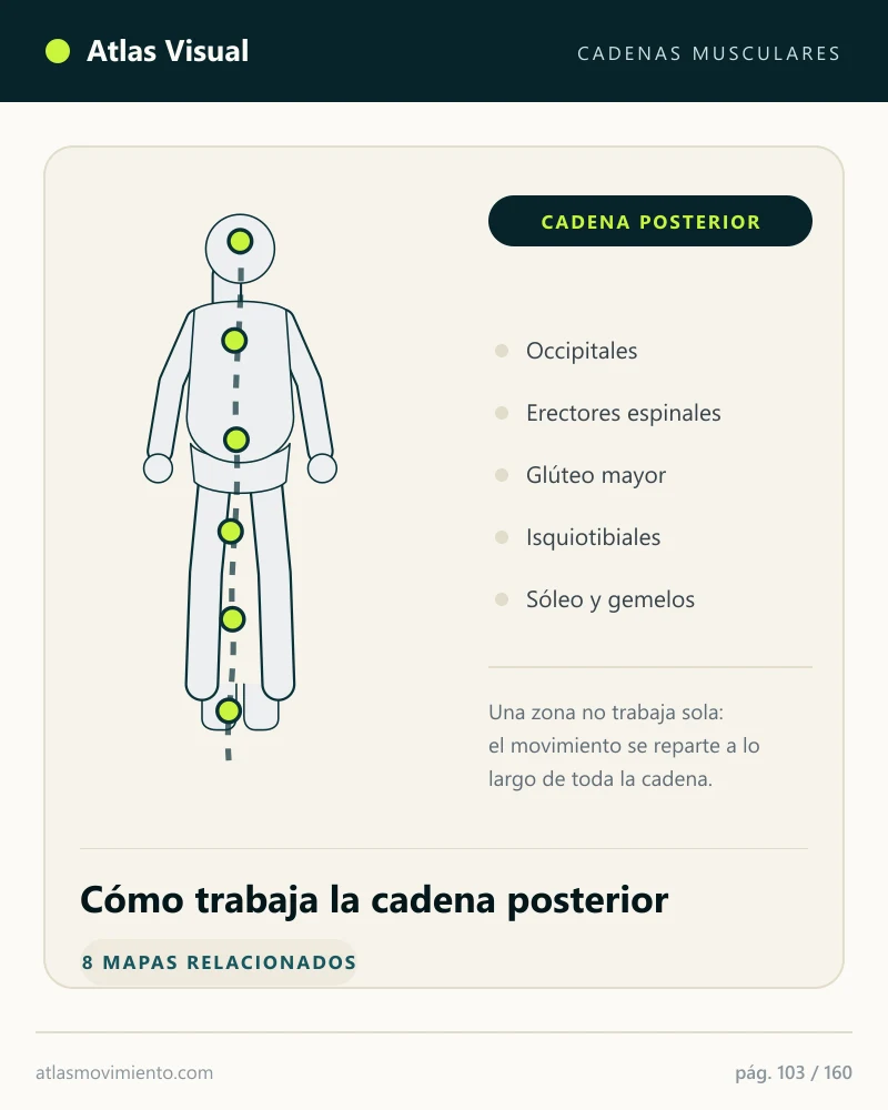 Mapa visual del Atlas: Cadena posterior